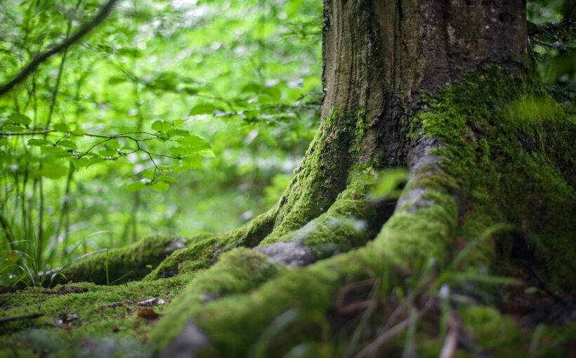 green tree near green plants