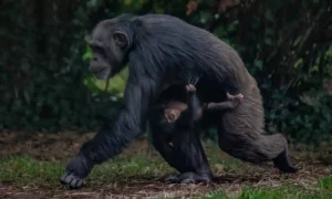 Chimpanzee
