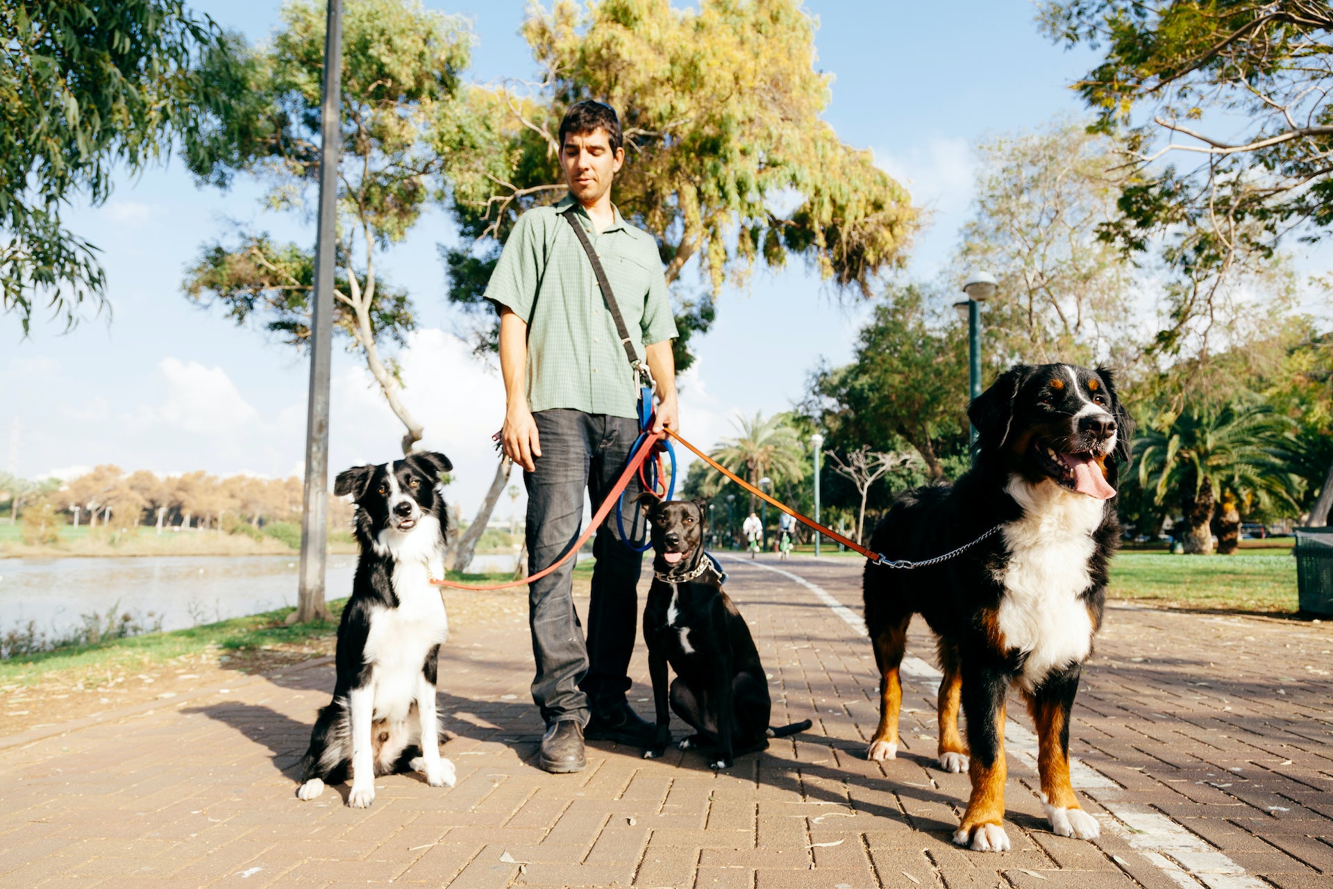 How cats and dogs affect the climate — and what you can do about it