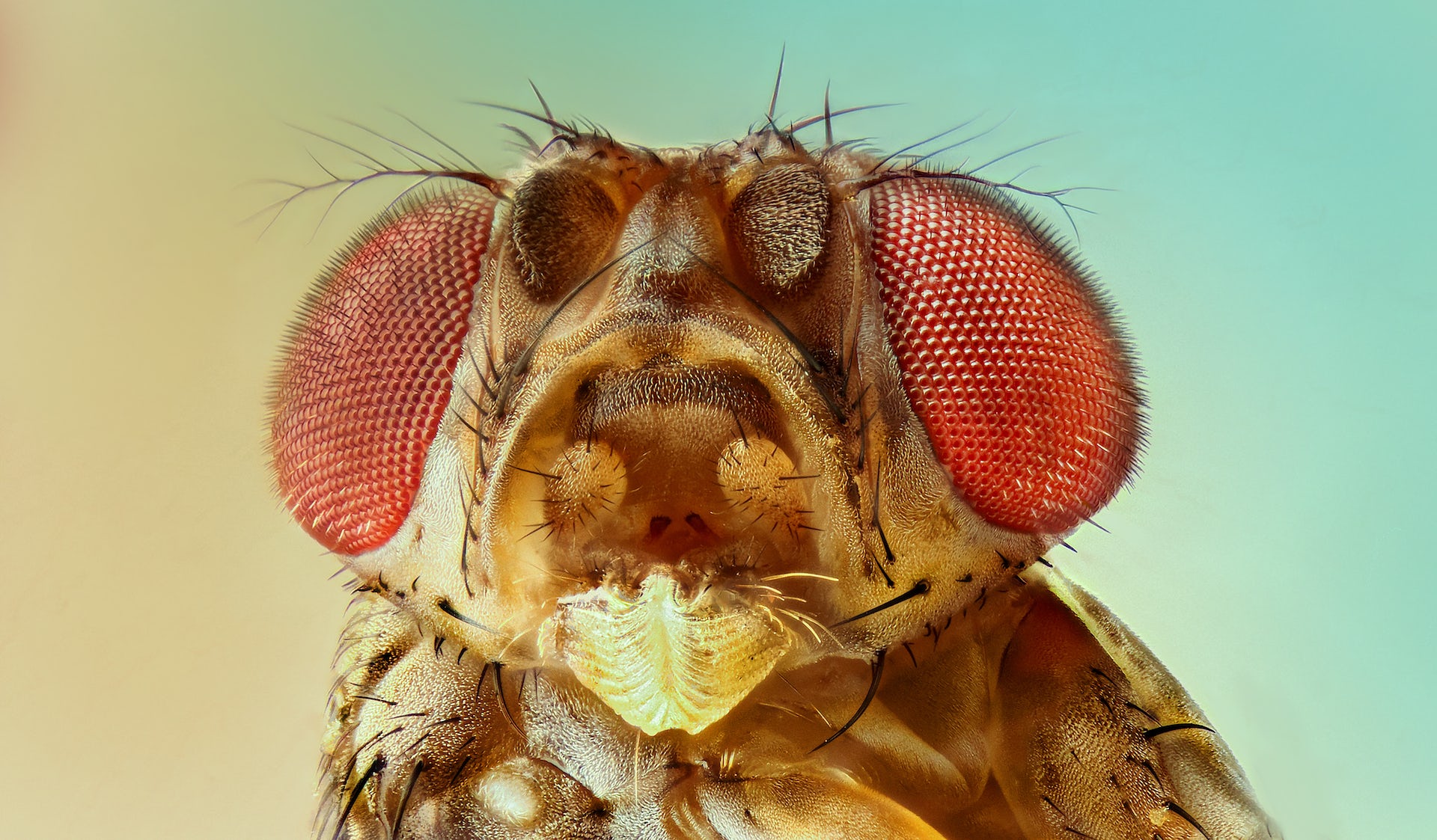 Speaking up for the annoying fruit fly