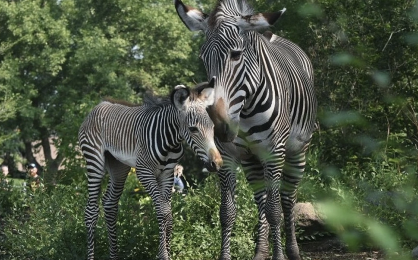 Edmonton Zoo