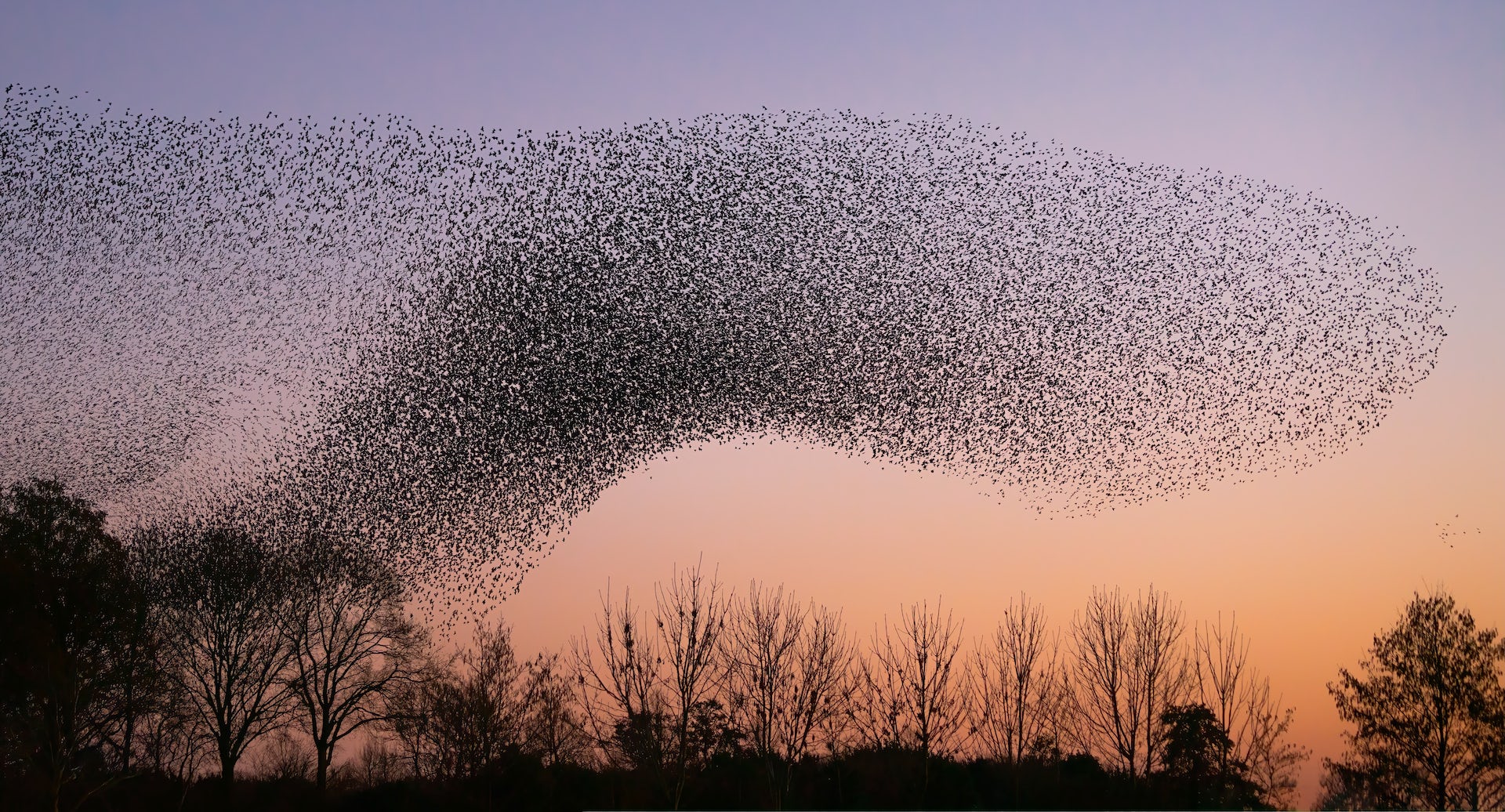 How swarming animals can help humans and AI make better decisions