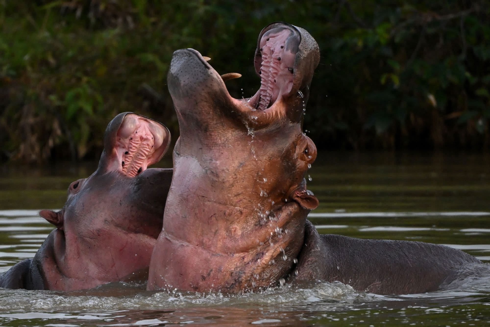 Pablo Escobar’s ‘cocaine hippos’ face Colombian government cull