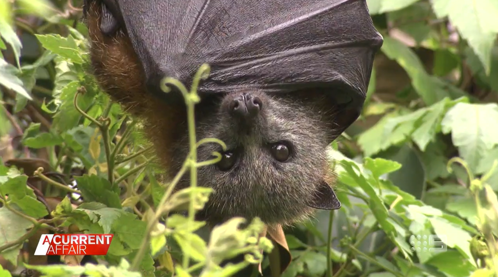 ‘Rabieslike disease’ detected in South Australian bats Mingooland