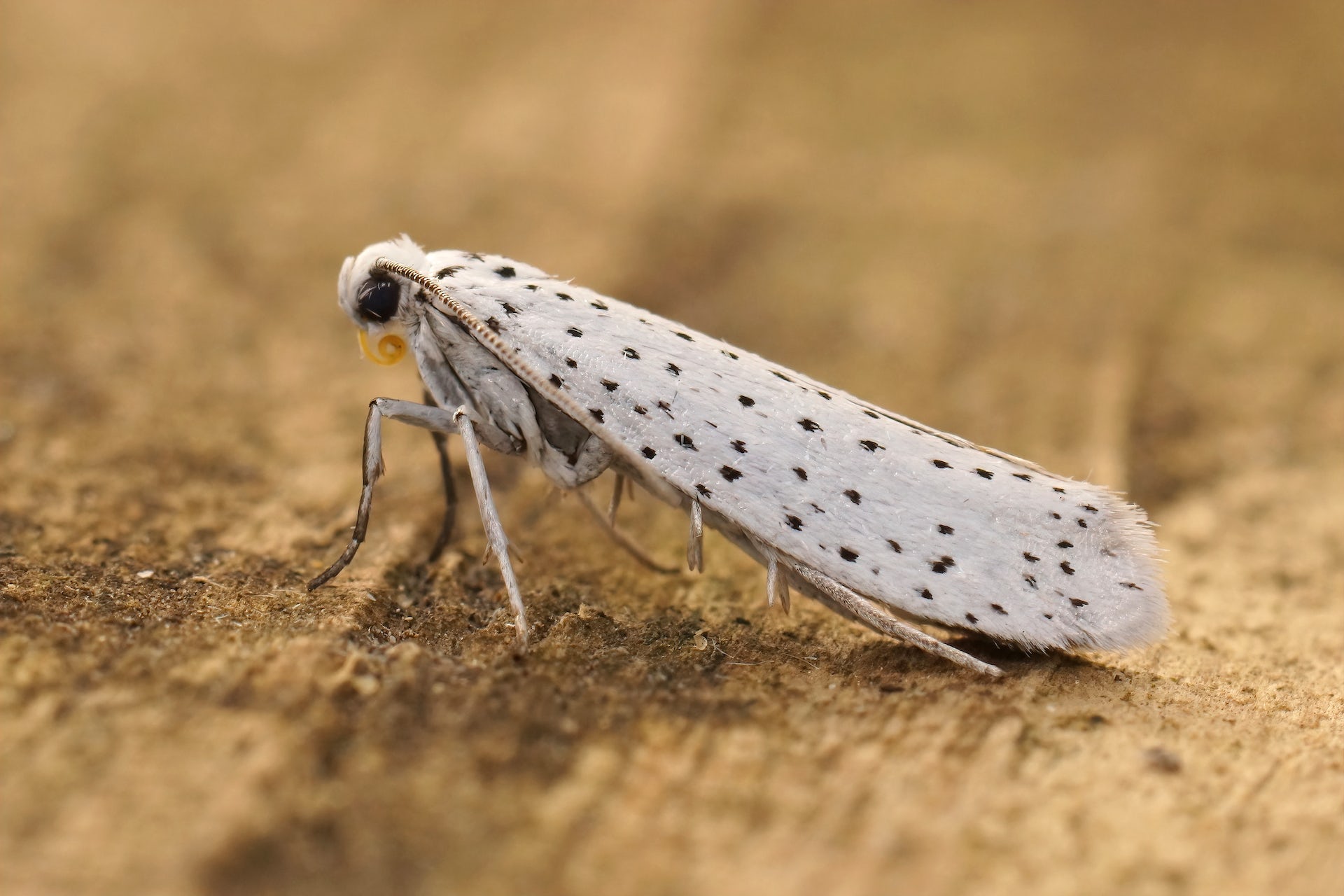 We’ve found out how earless moths use sound to defend themselves against bats – and it could give engineers new ideas