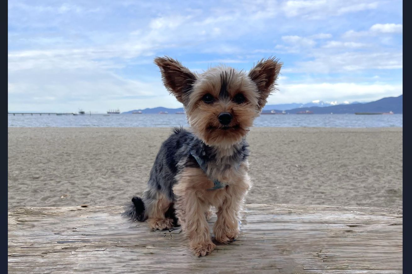 Windows is getting its own Magic Eraser to AI-modify your photos