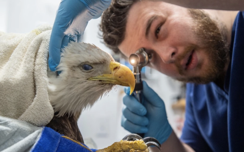 bald eagle