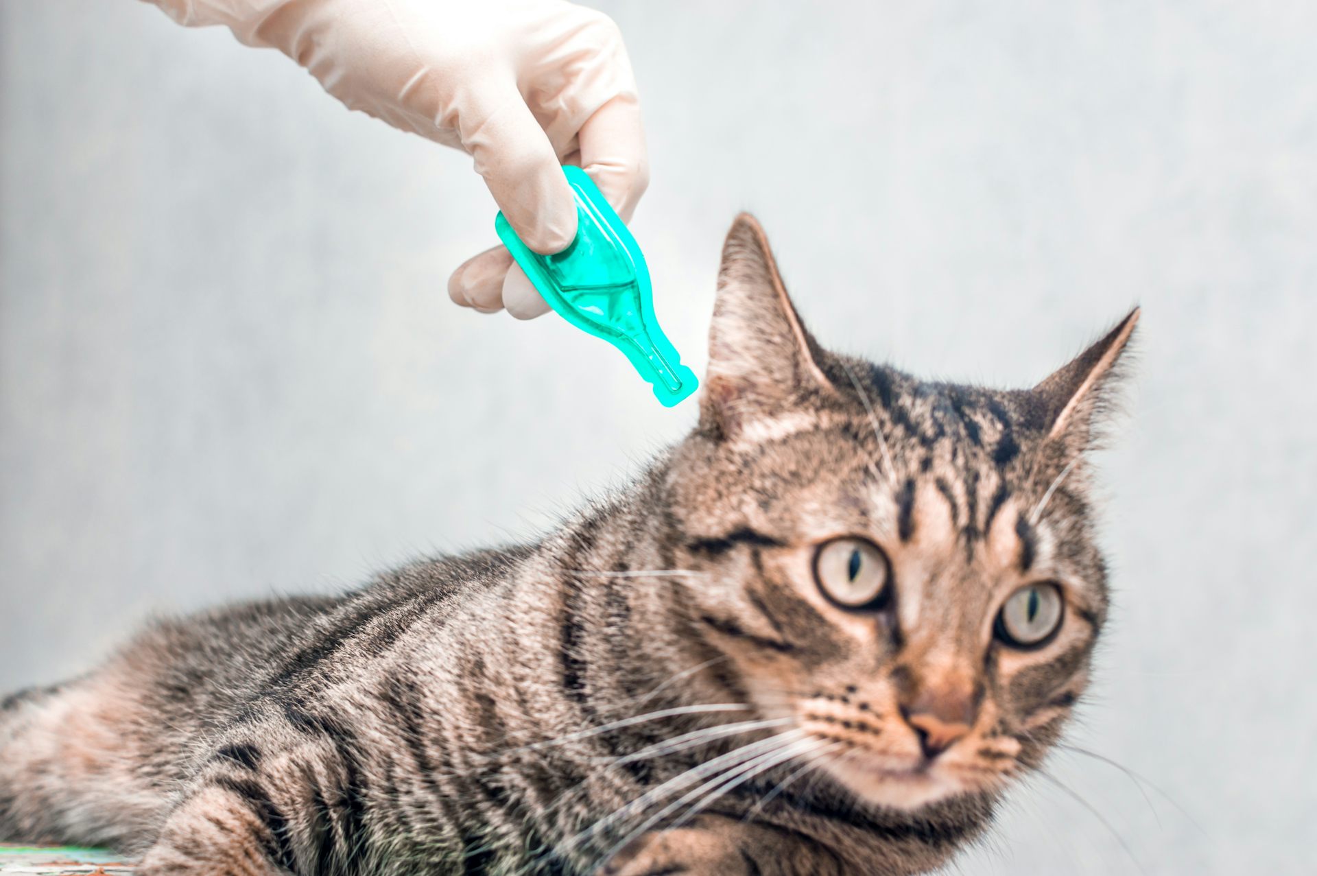 Pet flea and tick treatments contain pesticides that end up washing into the environment – here’s how