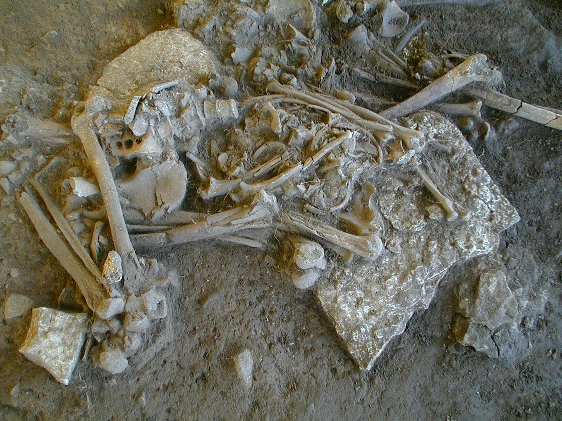 Did plague really decimate Neolithic farmers 5,200 years ago, as a new study suggests?