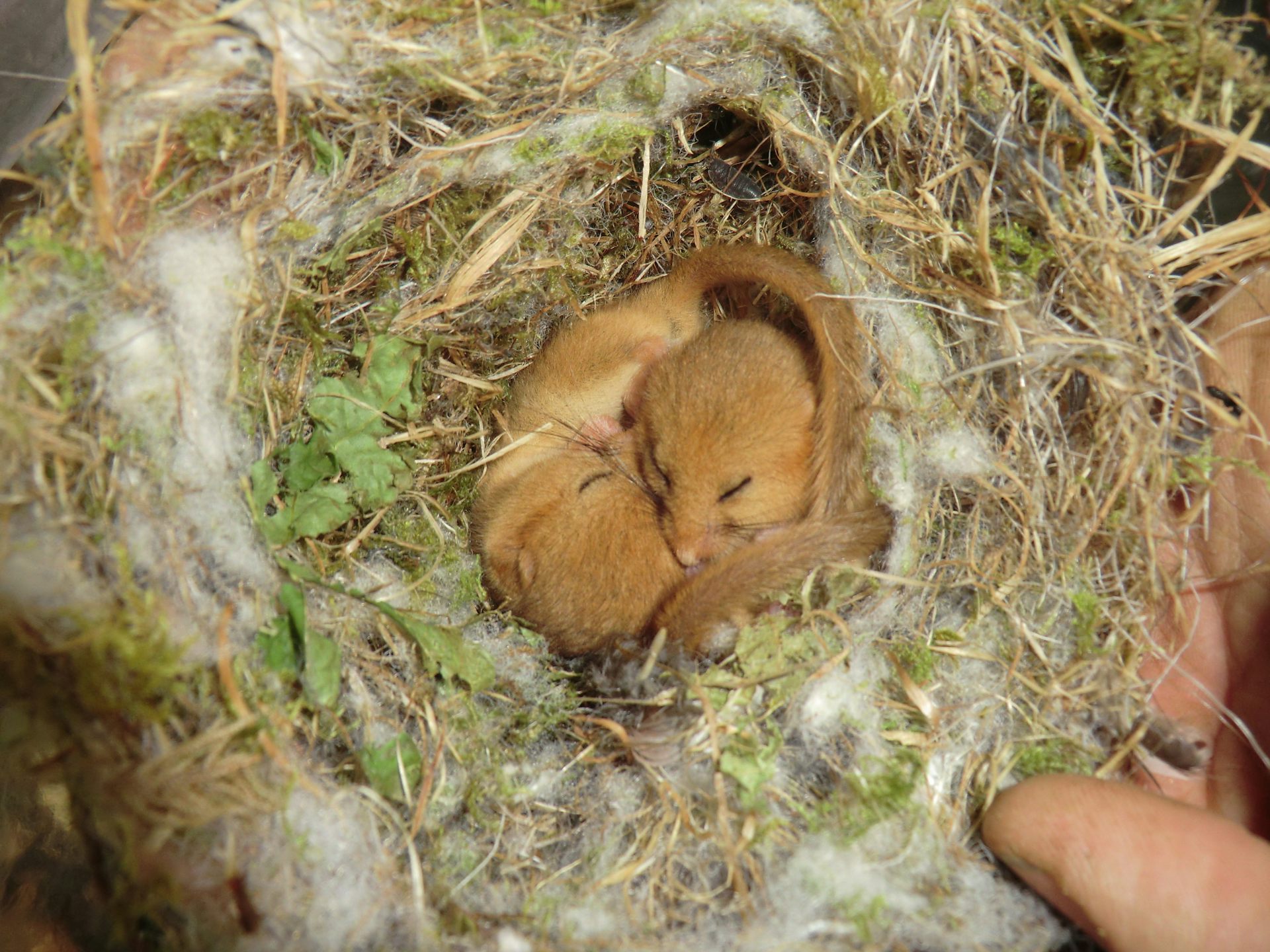 Dormice are declining but current nest surveys don’t tell the real story