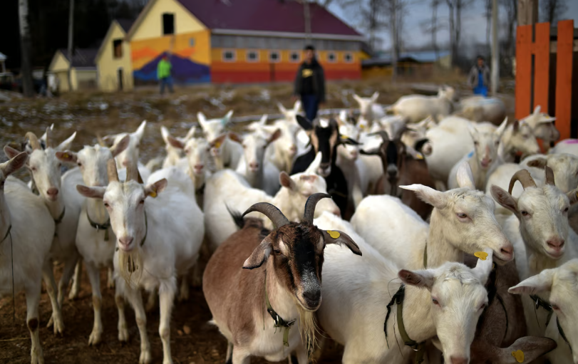 Russia sends 447 goats to North Korea after Kim Jong Un sucks up to Putin