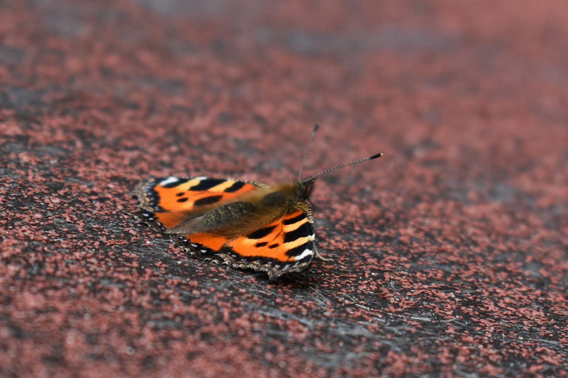 Where are all the butterflies? Possibly in your shed