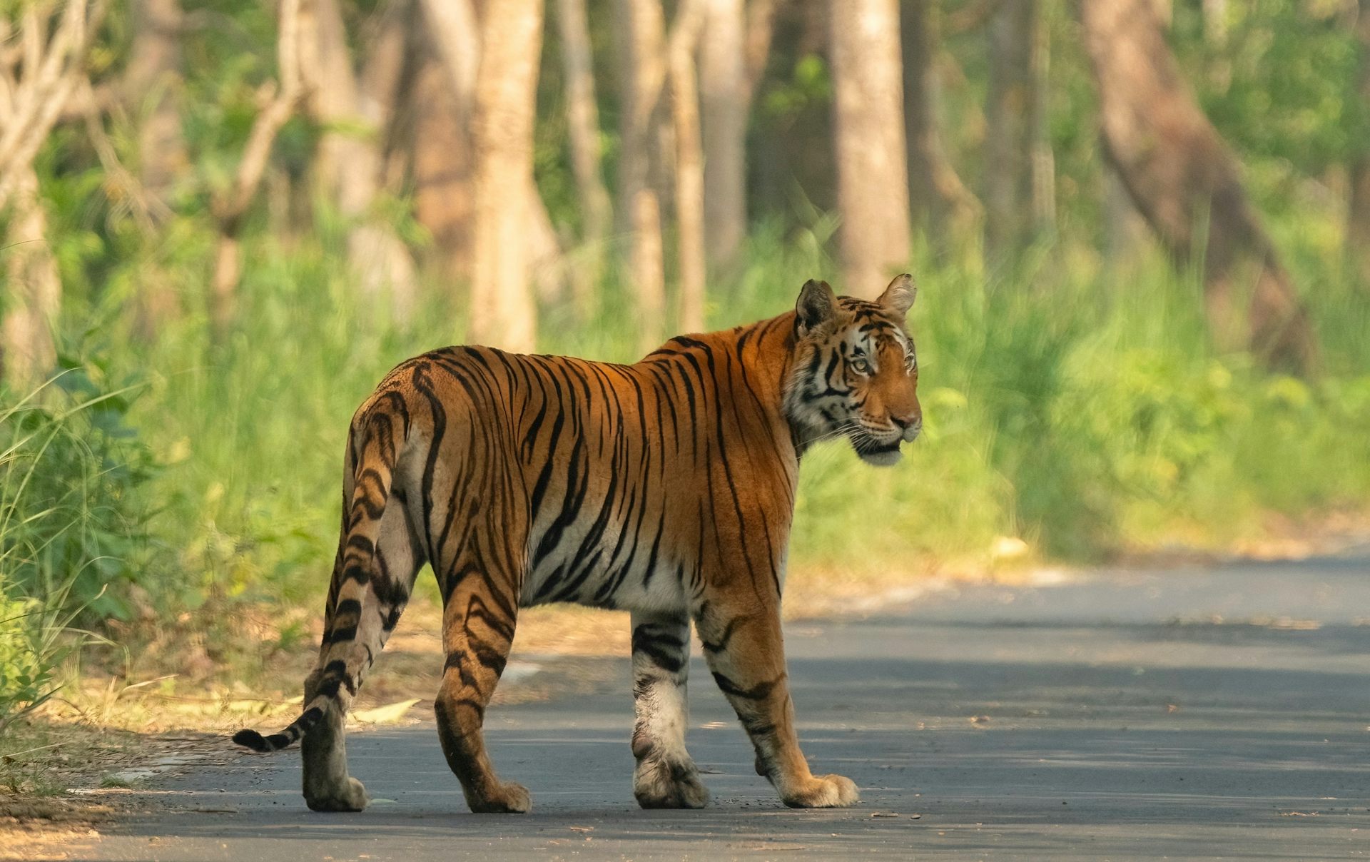 To save its tigers, India has relocated thousands of people – it could enlist their help instead