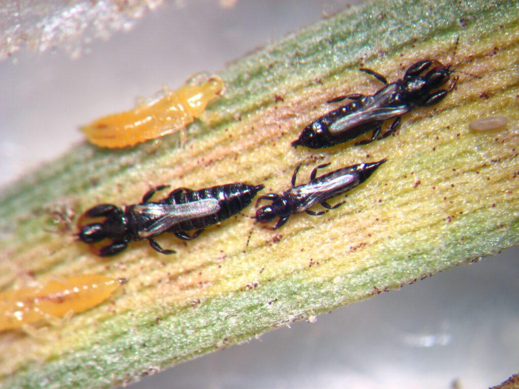 Chellu Small Insect Are these tiny insects the world’s most bone-idle bugs? – Mingooland