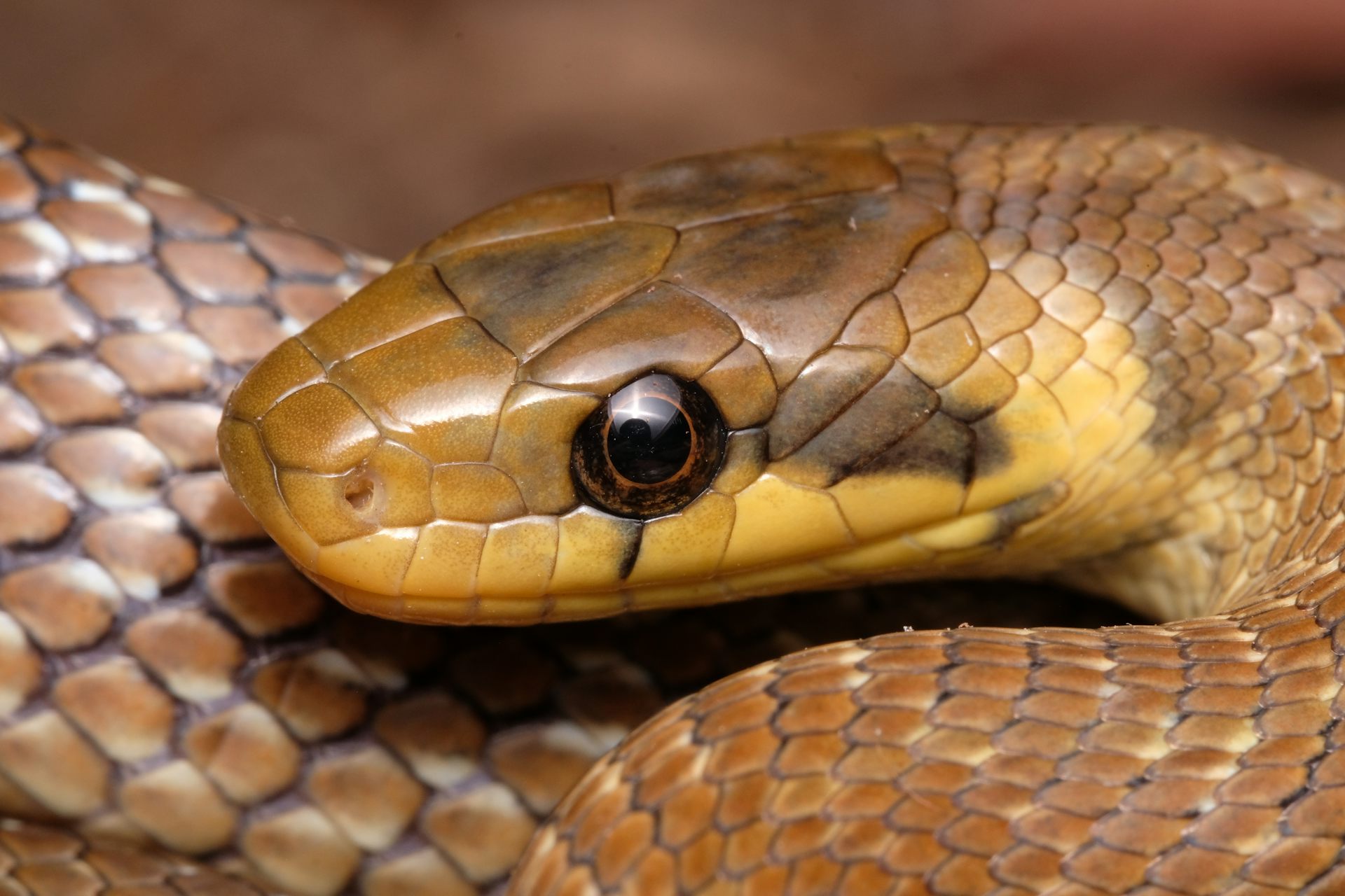 Britain has a new snake species – should climate change mean it is allowed to stay?
