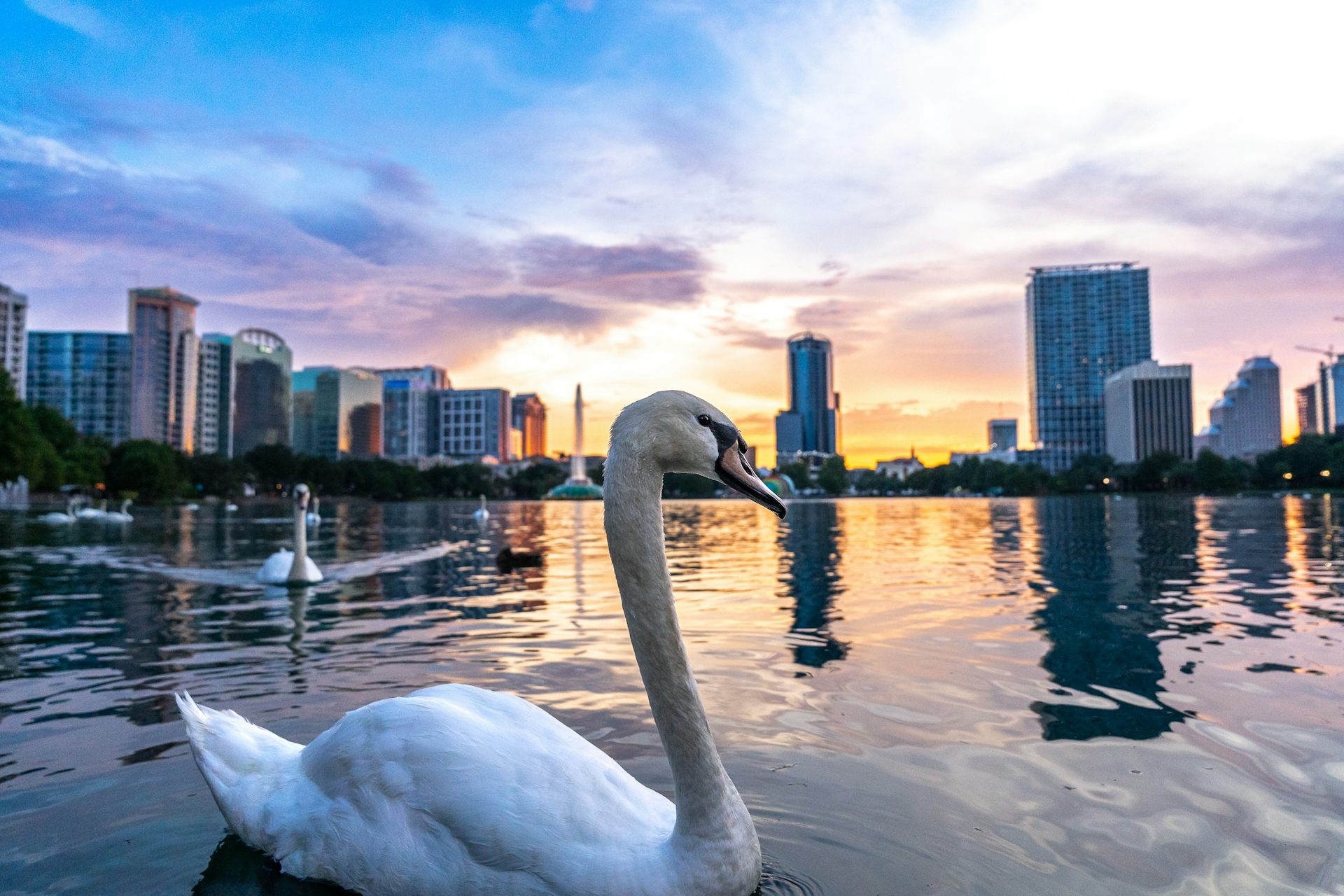 Why some animals defy the odds to thrive in urban areas