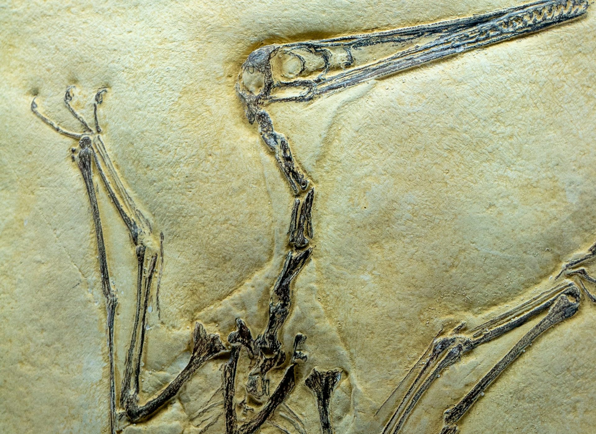 How pterosaurs can inspire aircraft design