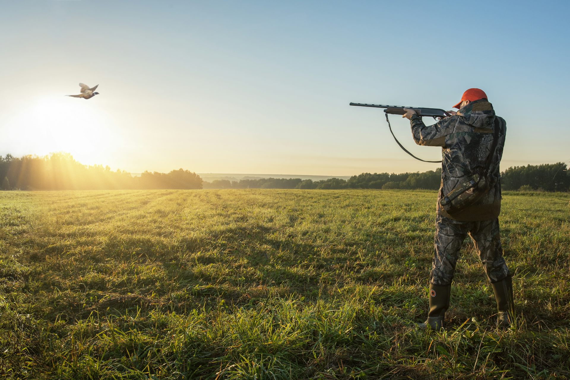 Britain’s ban on lead ammunition could save tens of thousands of birds from poisoning
