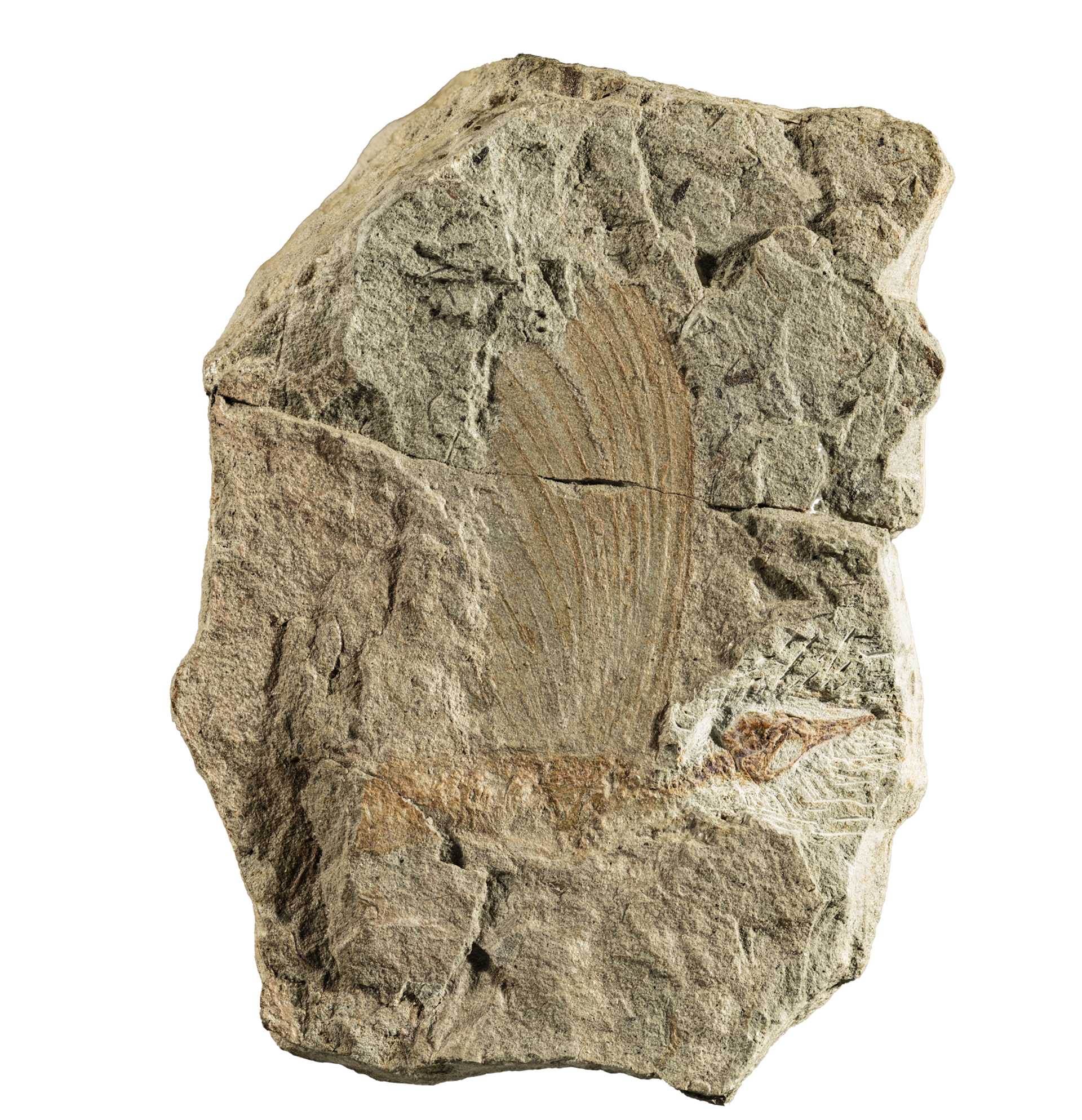 Mysterious fossil may rewrite story of skin and feather evolution in reptiles