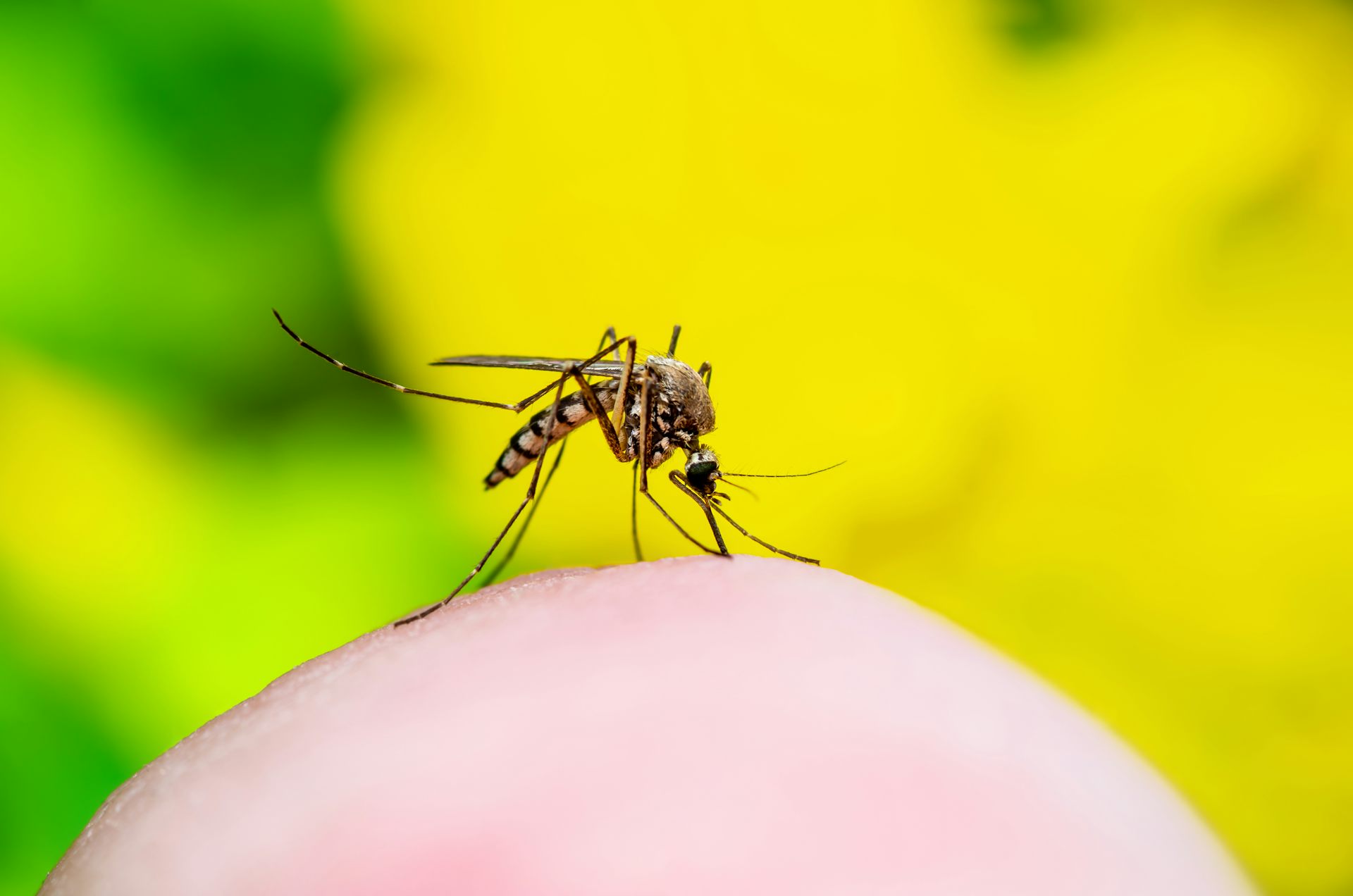 Chikungunya: what UK travellers should know about this mosquito-borne virus