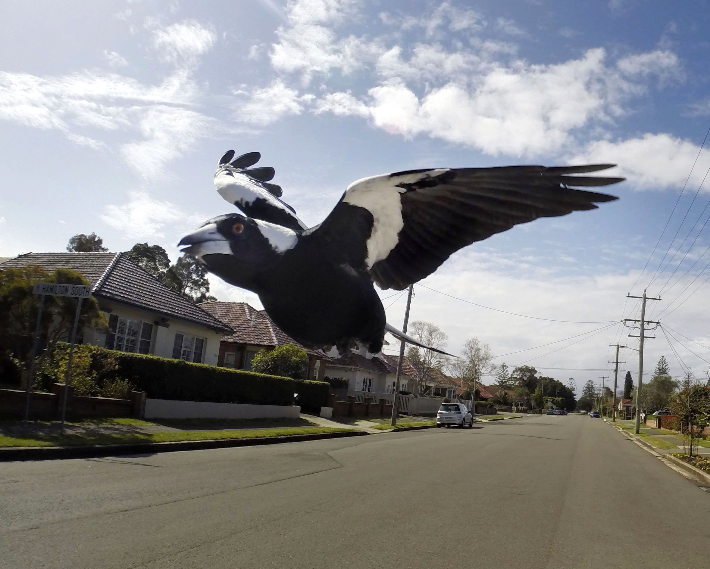It’s magpie swooping season again. Here’s how to avoid getting injured